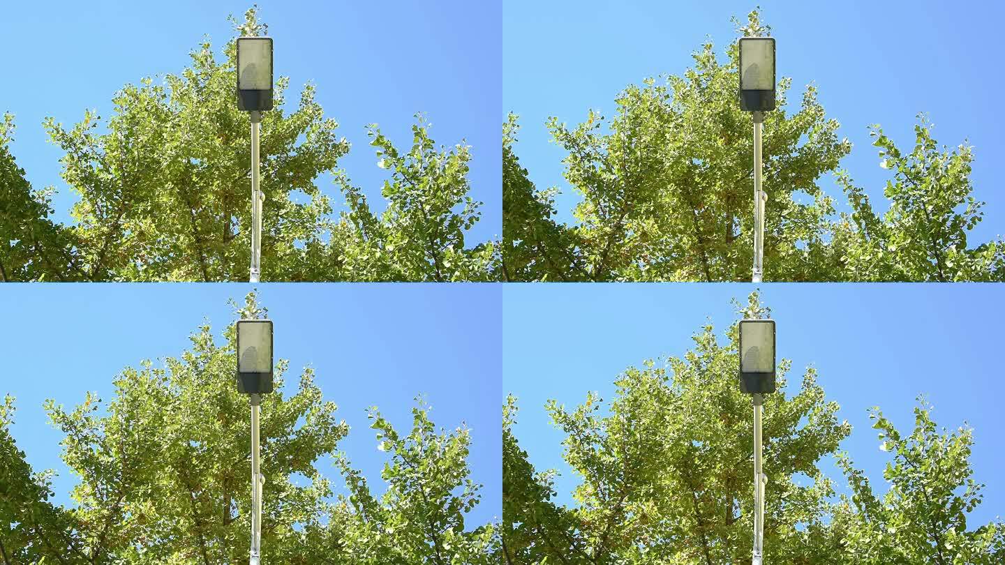蓝天下社区银杏树与路灯