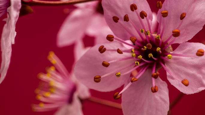 4k时间跨度的梅花在红色背景上绽放和生长。樱花开的粉红色小花。