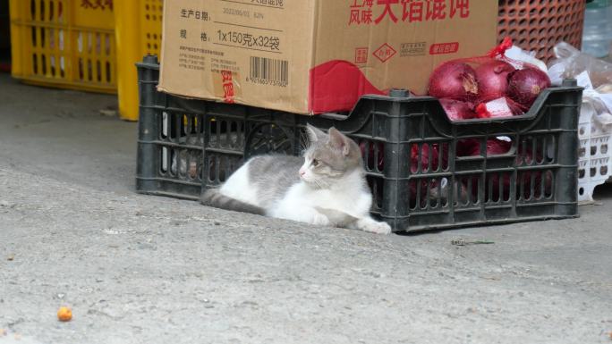 可爱的小猫