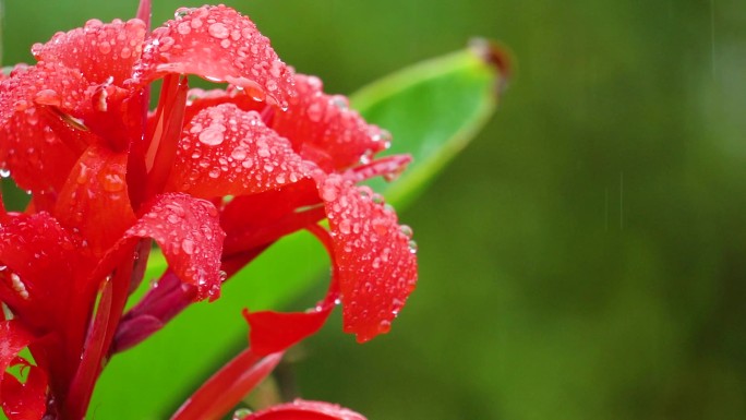 树叶和花瓣上的雨珠坠落