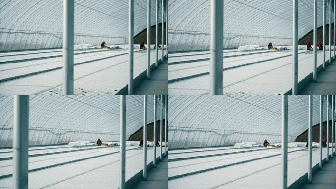 蔬菜大棚 大棚建设 智慧农业 农业生产