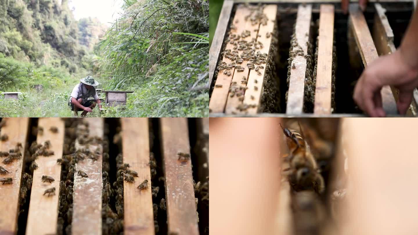 大山深处野外蜂蜜养殖基地3