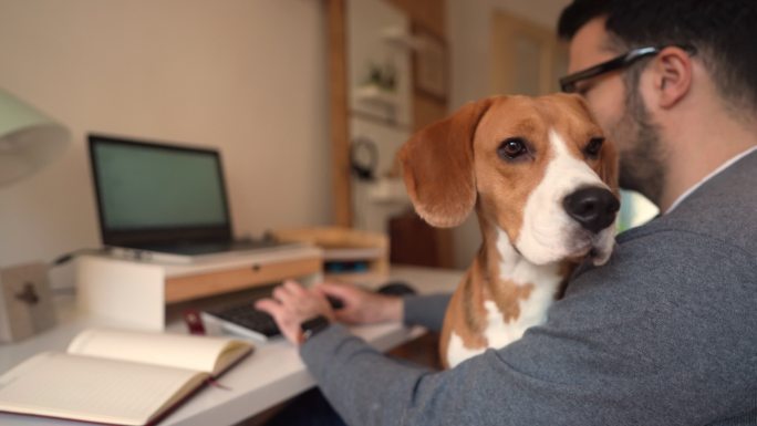 引述比格犬，当它在家工作时与主人结伴