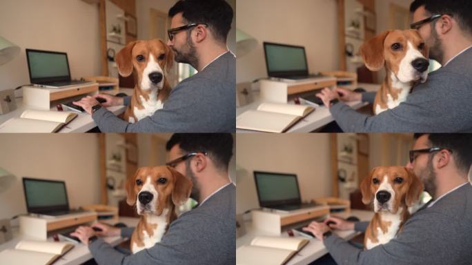 引述比格犬，当它在家工作时与主人结伴