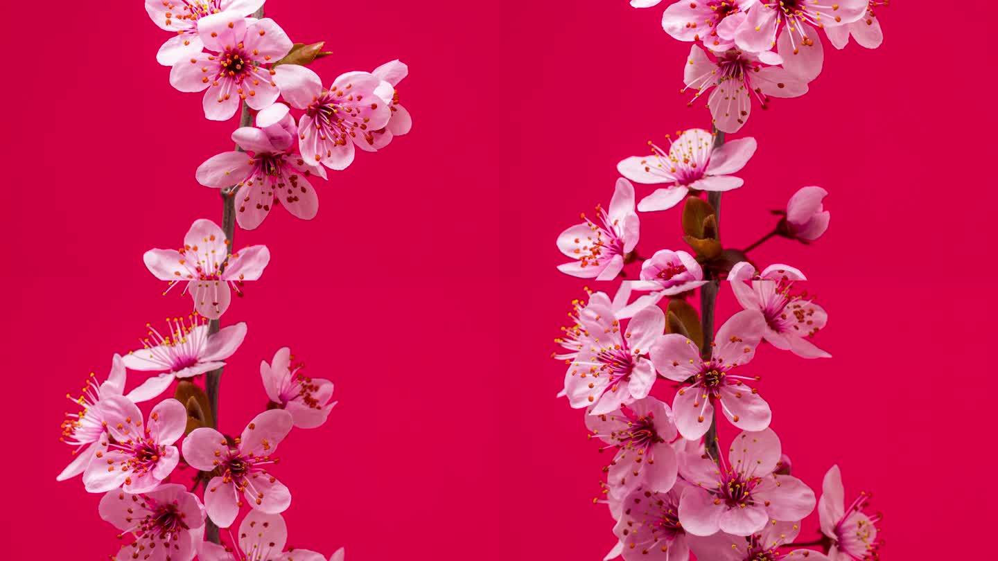 4k时间跨度的梅花在红色背景上绽放、生长和旋转。樱花开的白色小花。时间间隔为9:16。