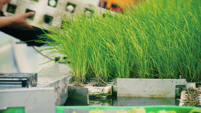 蔬菜大棚 大棚建设 智慧农业 农业生产