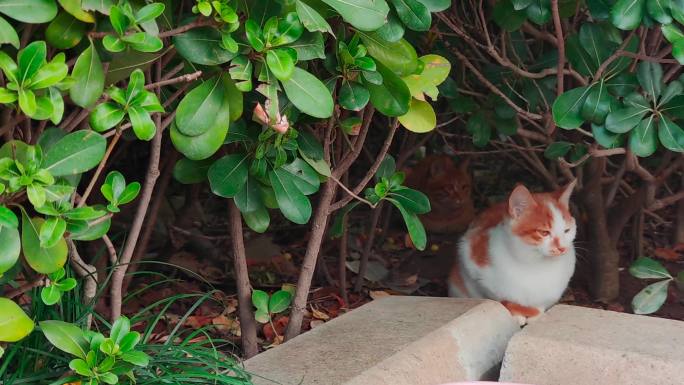 公园野猫流浪猫实拍