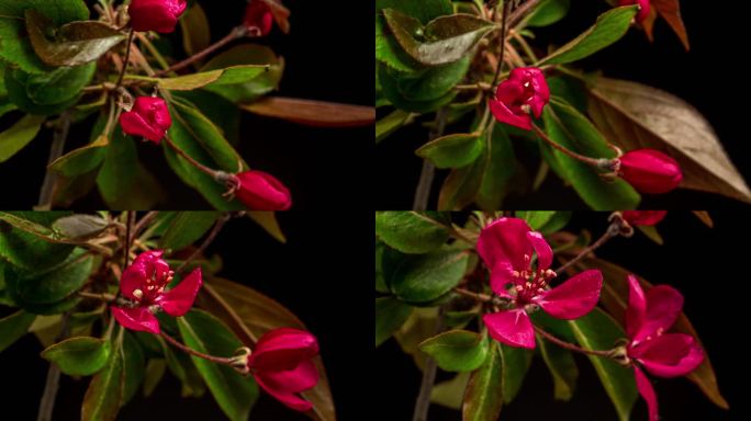 在水平格式延时4k视频中，在黑色背景下生长和盛开的野生苹果树花的高清时间轴。盛开的紫王子海棠花。