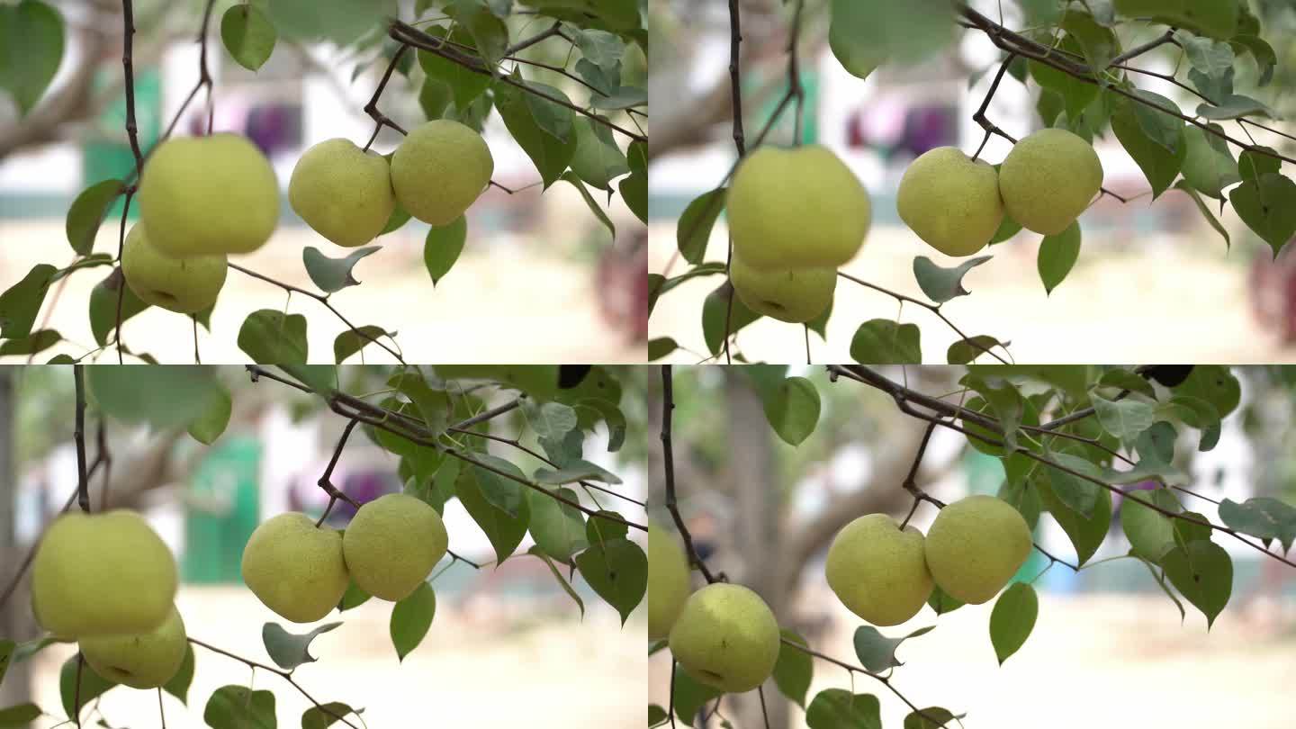 梨子 丰收 水果 酥梨 梨树 梨园