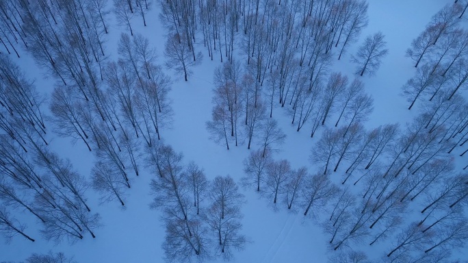 航拍雪野茂密小树林