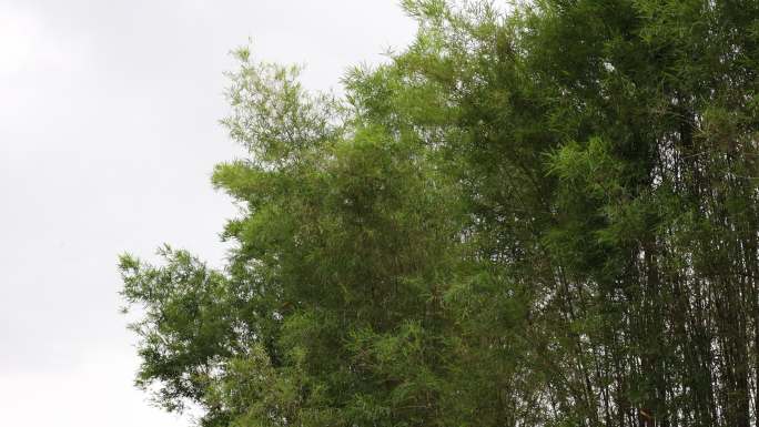竹林顶端的风景，肥沃的竹叶被暴风吹动。