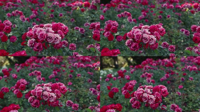 玫瑰4k慢动作花团锦簇玫瑰花