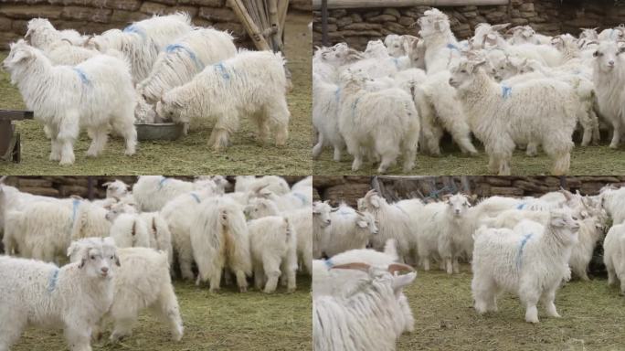 吃草的小羊羔群