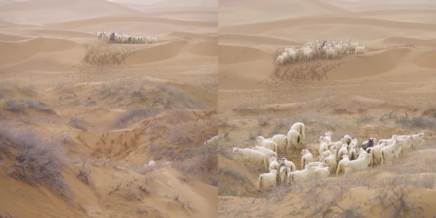 大沙漠里的山羊群