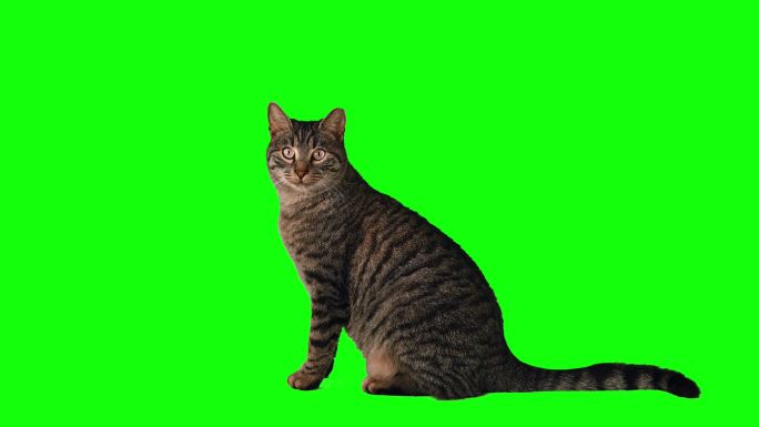 绿色屏幕上可爱的斑猫