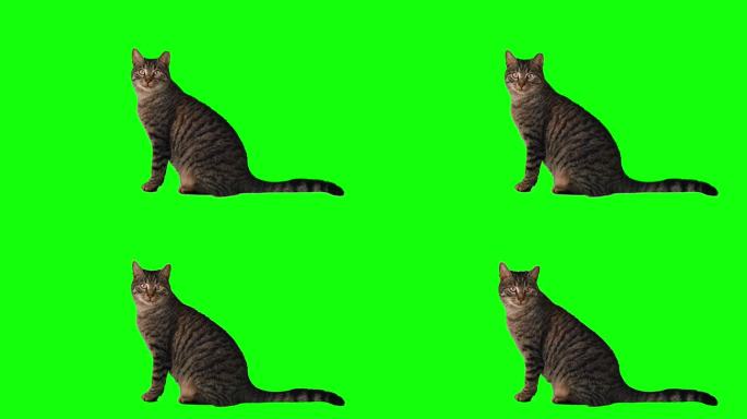 绿色屏幕上可爱的斑猫
