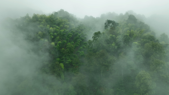 航拍原始森林雨林晨雾大自然4k
