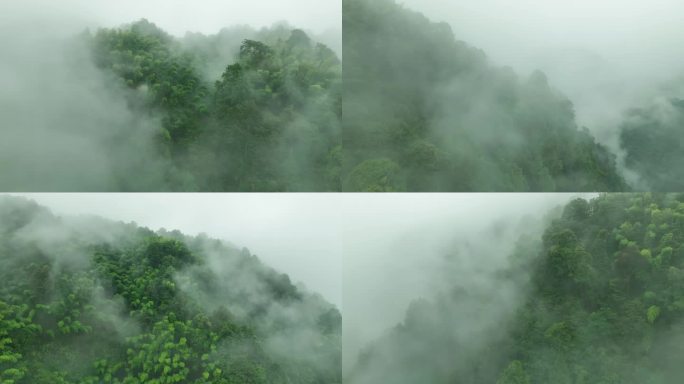 航拍原始森林雨林晨雾大自然4k