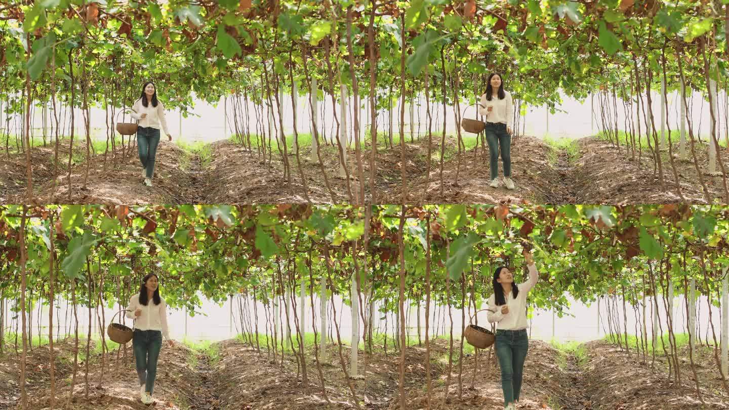 年轻女子挎着竹篮在大棚水果园采摘猕猴桃