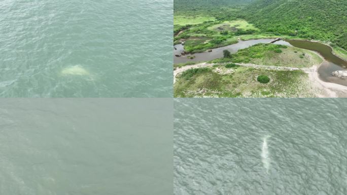 广东江门台山白海豚+海岛航拍