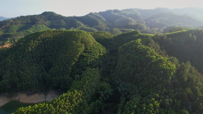 航拍森林景观