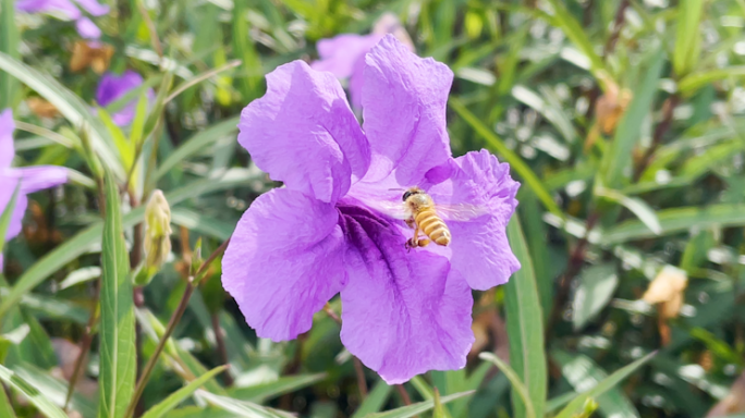 蜜蜂采花粉蓝花草实拍合集