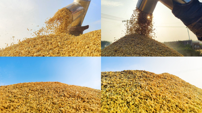 农业水稻成熟丰收-晒稻谷