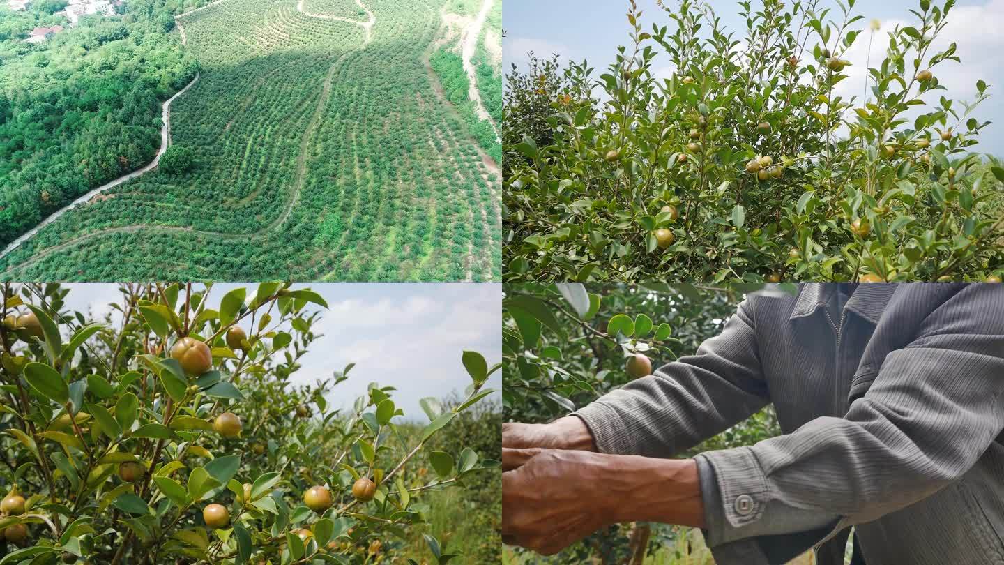 油茶树基地实拍采摘茶籽