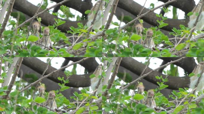 树梢鸟巢中的小白鹭。