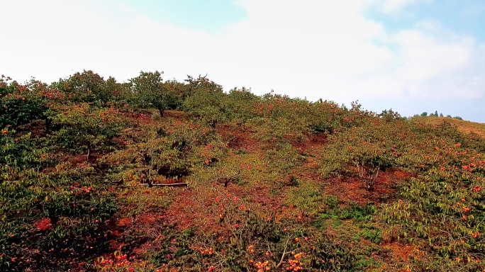 柿子熟了 秋天桂林恭城满山遍野的柿子树