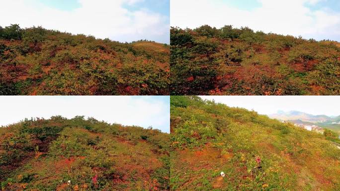 柿子熟了 秋天桂林恭城满山遍野的柿子树