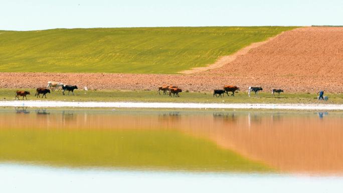 在湖边草甸放牧的奶牛