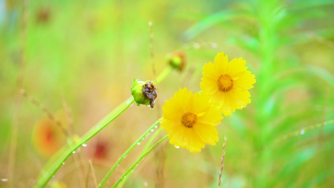 野草野花 黄色小花