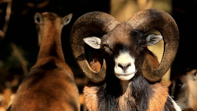 大角羊公羊环境动物野生羊群大自然生态