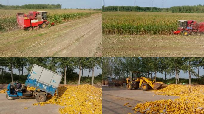 玉米地收割玉米回收利用
