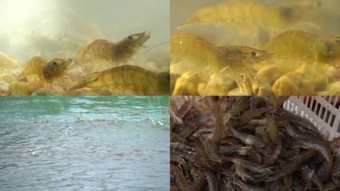水产养殖中的对虾