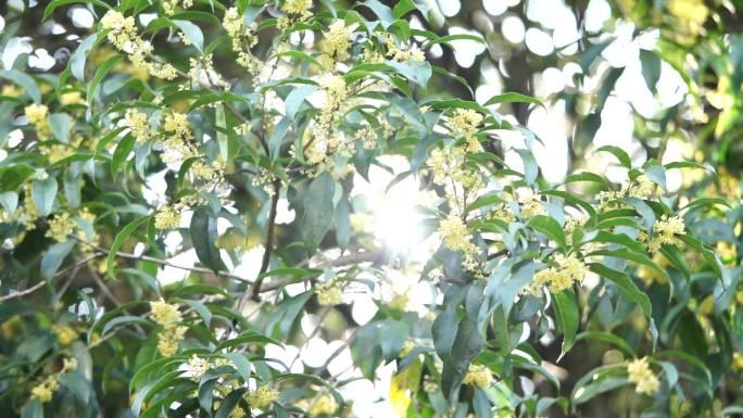 阳光下的桂花树