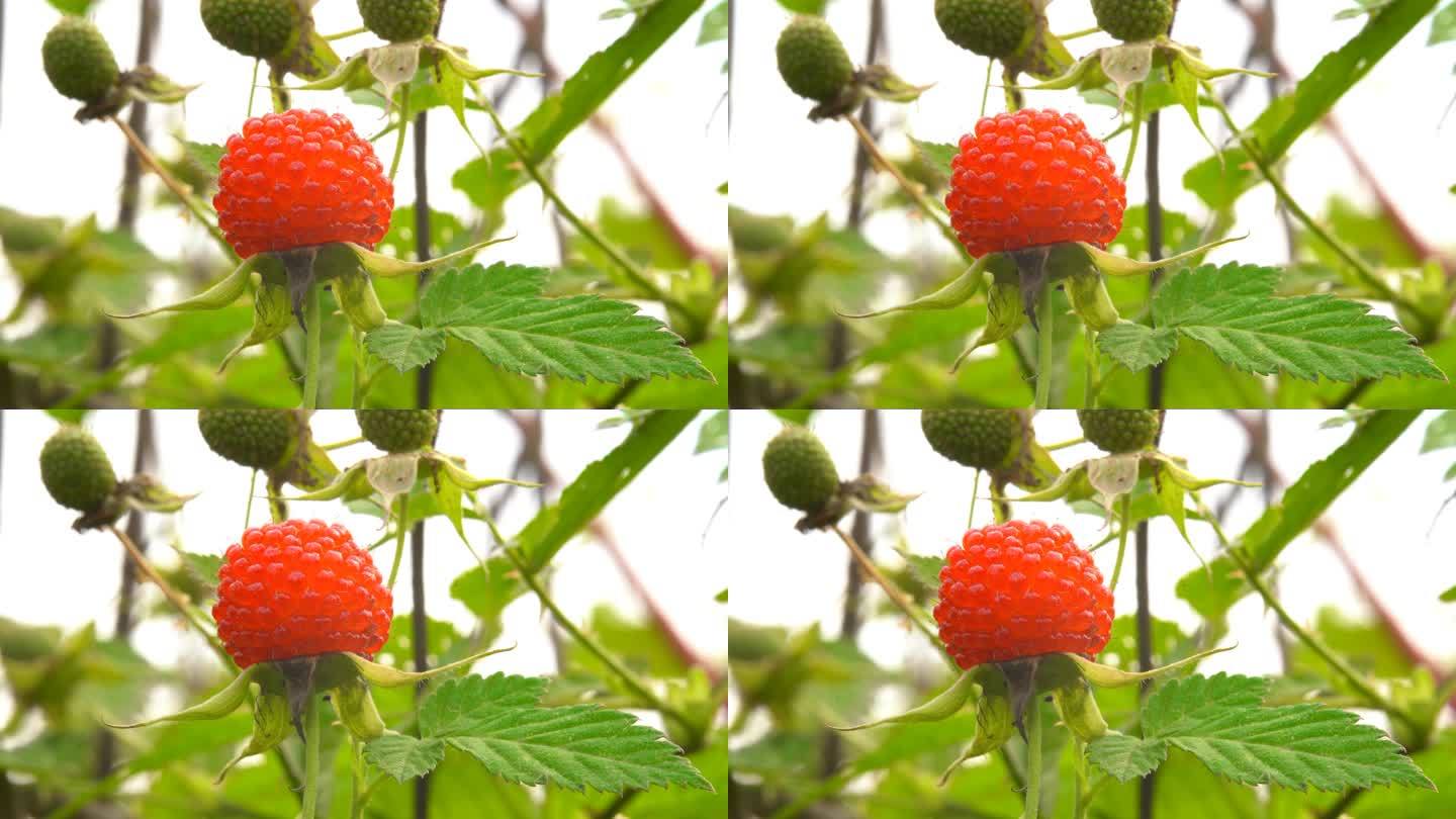 野果 野草莓 蛇莓 山莓 树莓 覆盆子