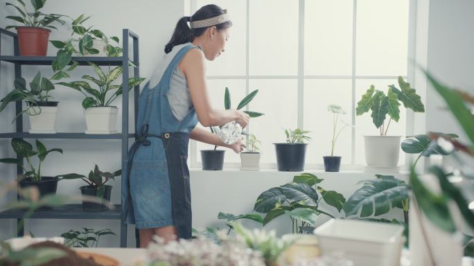 一位年轻的亚洲妇女早上在家里照顾室内盆栽的水。