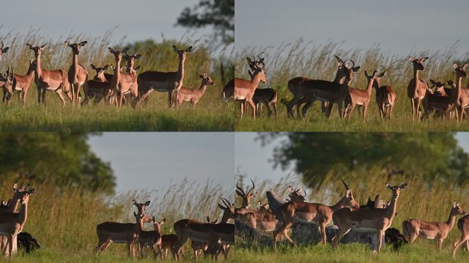 日落时分，一群看起来健康的黑斑羚从右向左在野外吃草