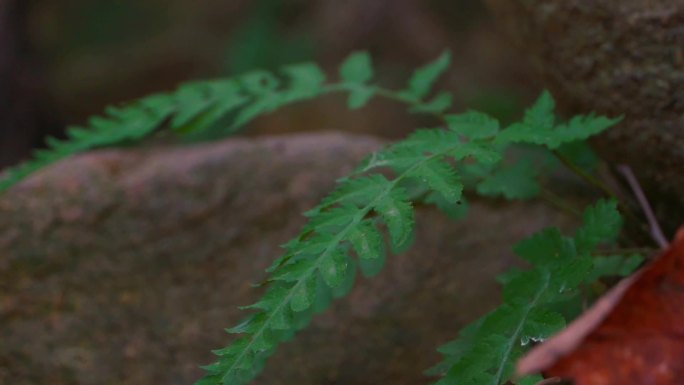 石头  草