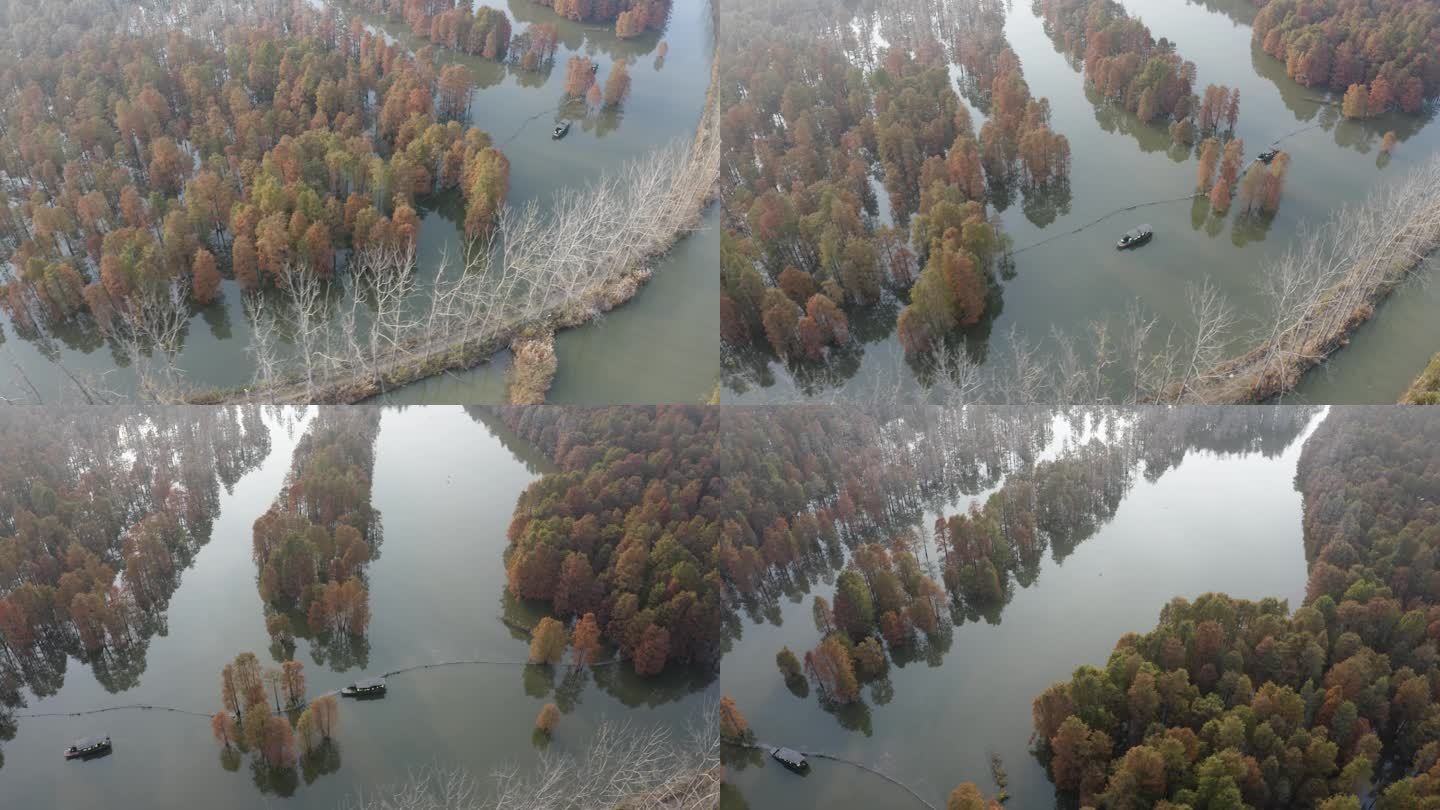 航拍秋天的南京六合落羽杉林