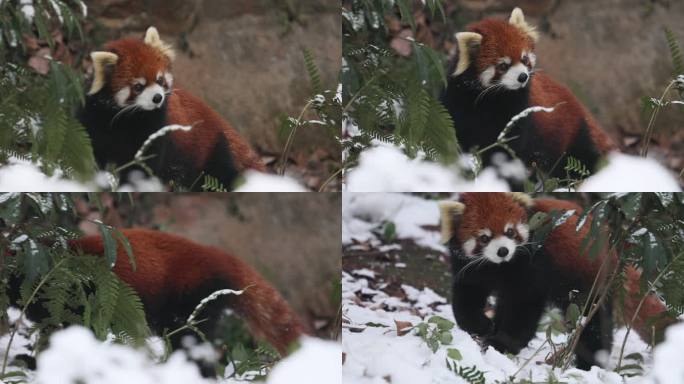 跟随小熊猫（Ailurus fulgens）在冬天在雪地里打滚。
