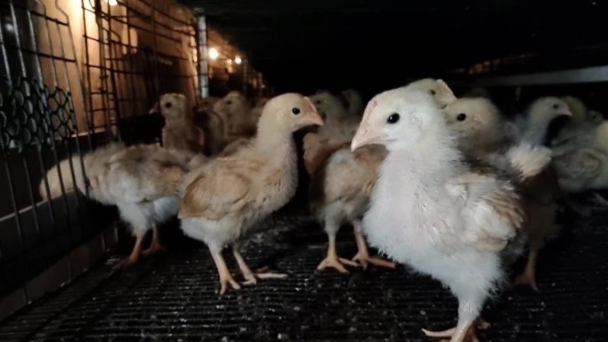 养殖场孵化小鸡小黄鸡 温室鸡场养殖鸡场