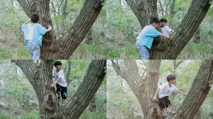 男童爬树 小孩爬树