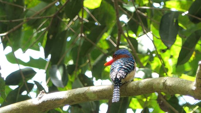 热带雨林树上的带状翠鸟。
