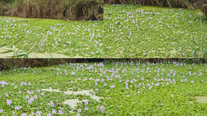 水葫芦花丛