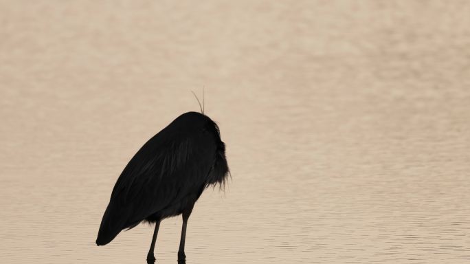 Great Blue Heron，华盛顿特区/弗吉尼亚州