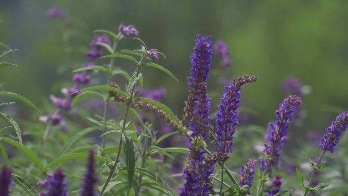 花丛摇镜