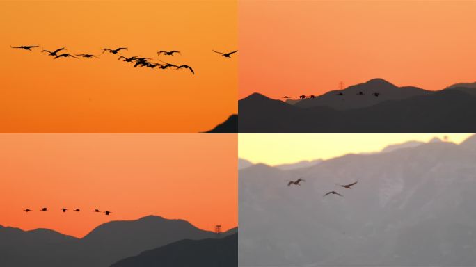 4K=初冬湿地原创素材 夕阳下翱翔的鹤